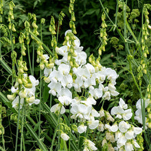 Everlasting Pea 'White Pearl'