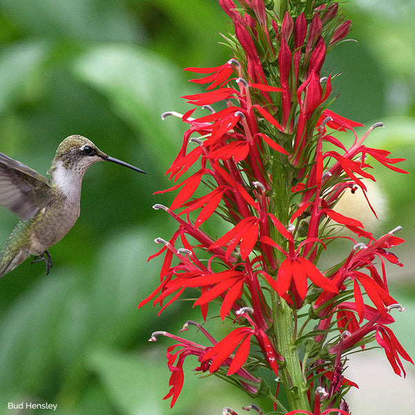 starting cardinal flower from seed Cardinal Flower seeds
