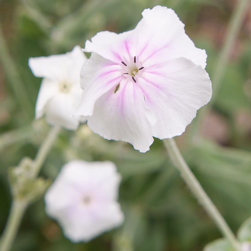 Rose Campion 'Angel's Blush'