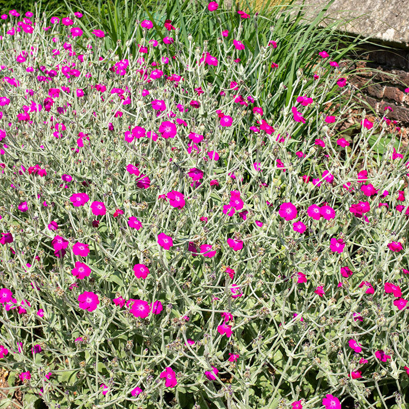 Rose Campion Seeds | Lychnis coronaria