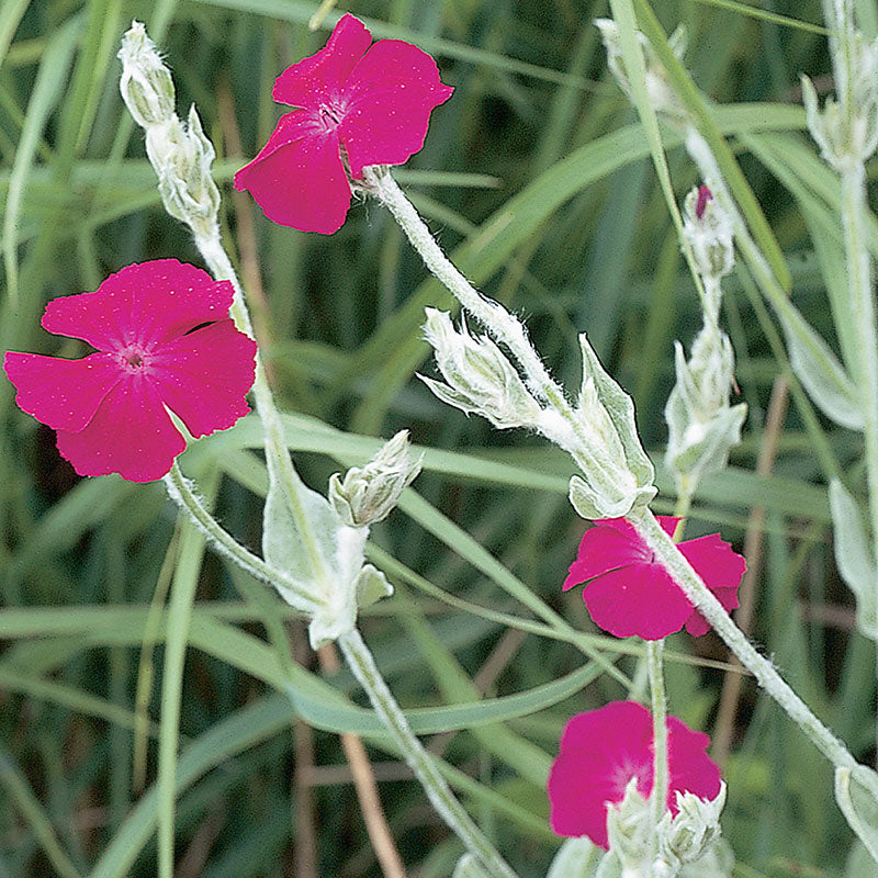 campion flower seeds Rose Campion Seeds | Lychnis coronaria