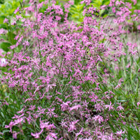 
    



Ragged-Robin
