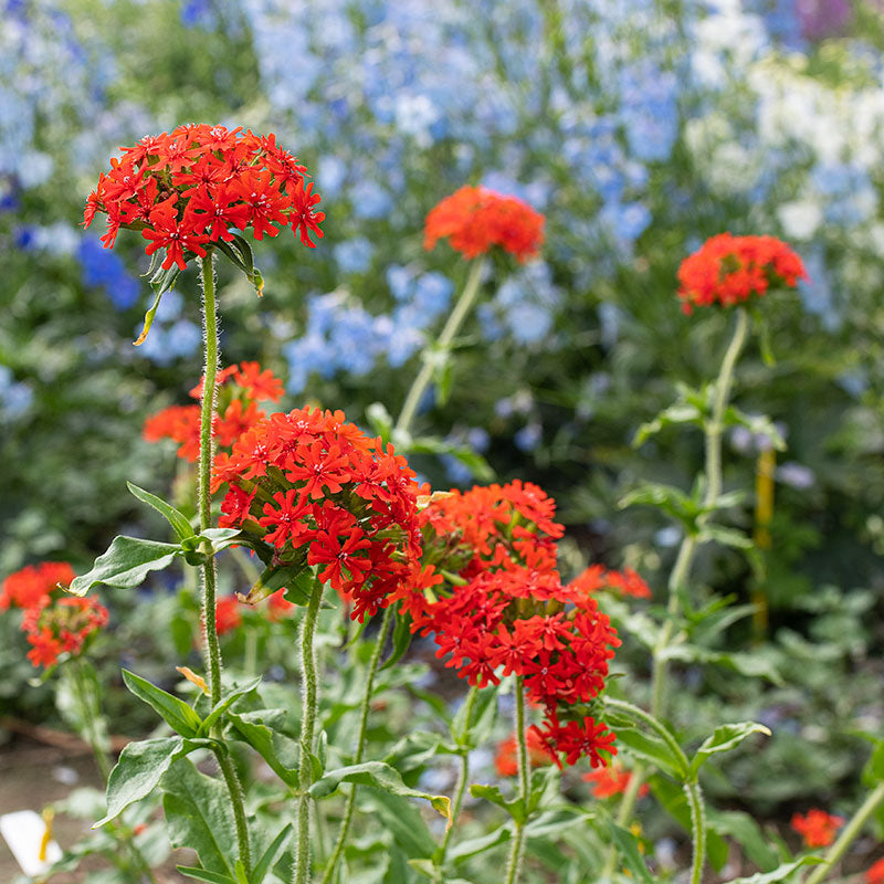 maltese cross flower seeds Lychnis Chalcedonica. Maltese Cross 400 flower seeds