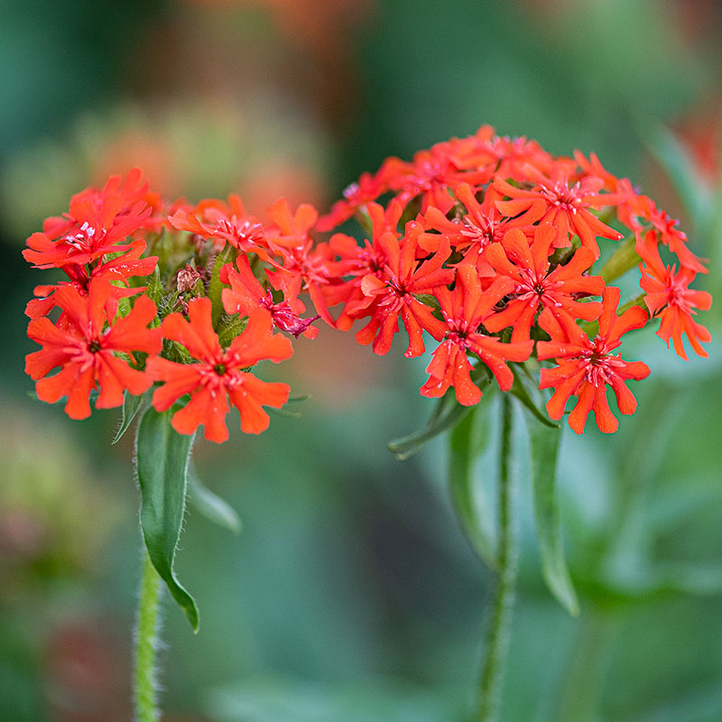 Maltese Cross seeds Lychnis chalcedonica - Main Image