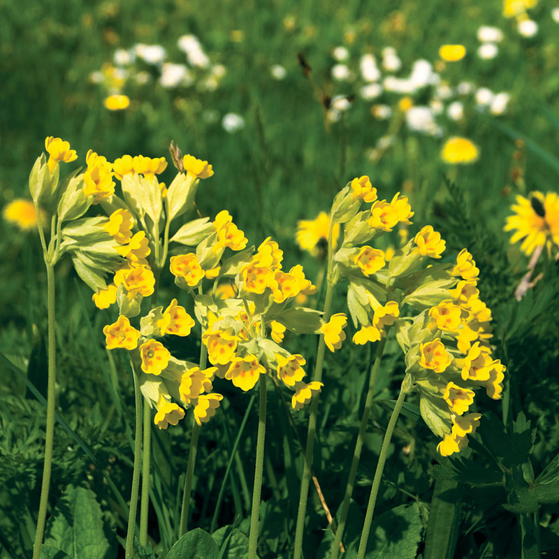 Primrose 'Cowslip'