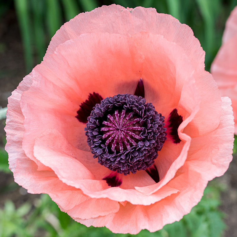 Poppy - Oriental 'Princess Victoria Louise'