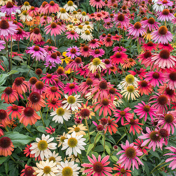 stratify echinacea seeds Coneflower 'Cheyenne Spirit Mix'