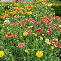 
    



Blanket Flower 'Lorenziana'
