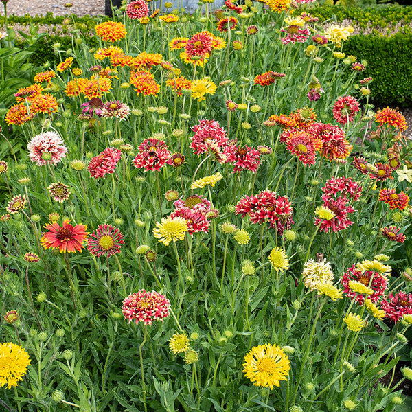 Gaillardia Double Mix Gaillardia Seeds For Sale Blanket Flower