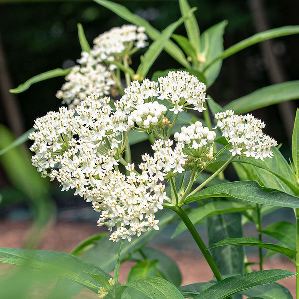 Milkweed