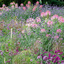 Verbena - Tall