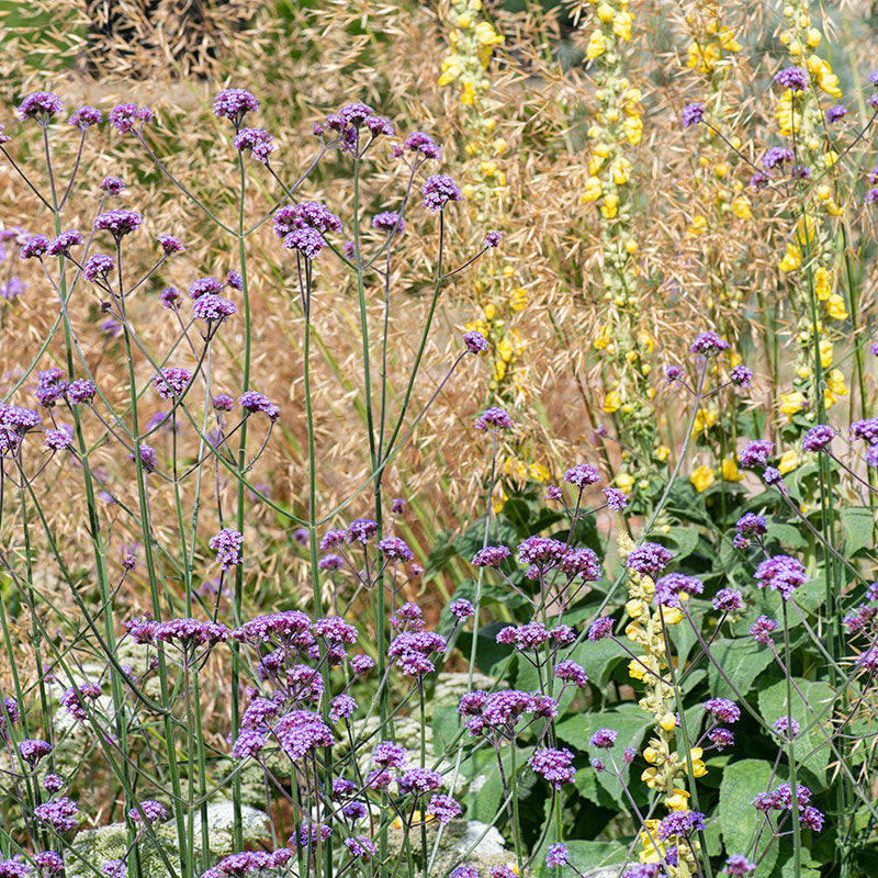 verbena seeds planting Verbena