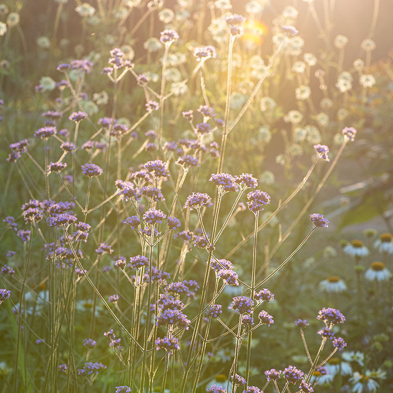 Verbena - Tall