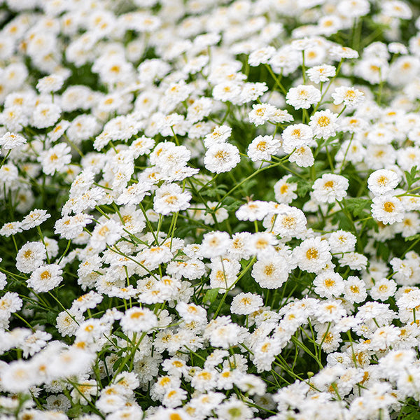 
    



Feverfew 'Tetra White Wonder'
