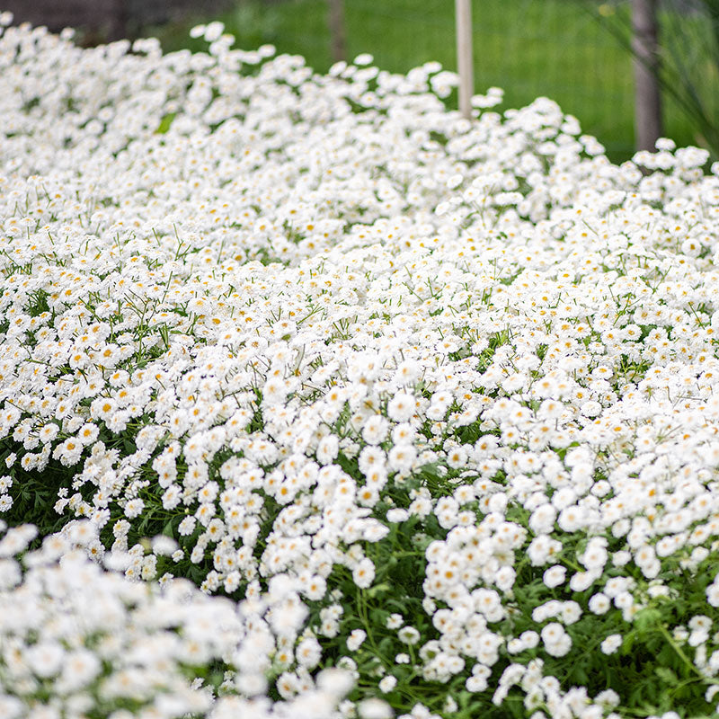 feverfew flower seeds Feverfew 'Tetra White Wonder'