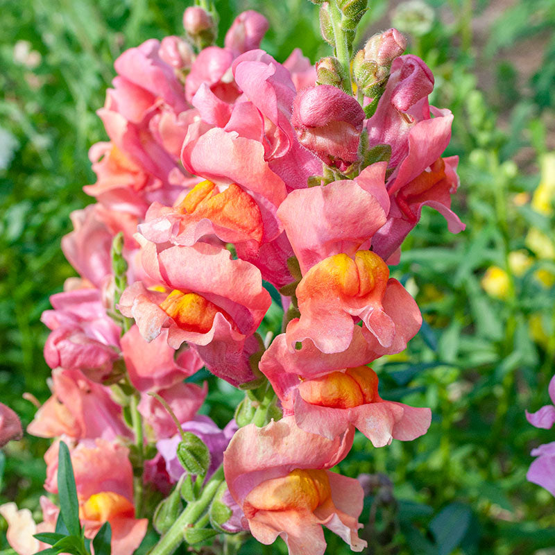 Snapdragon 'Orange Wonder'