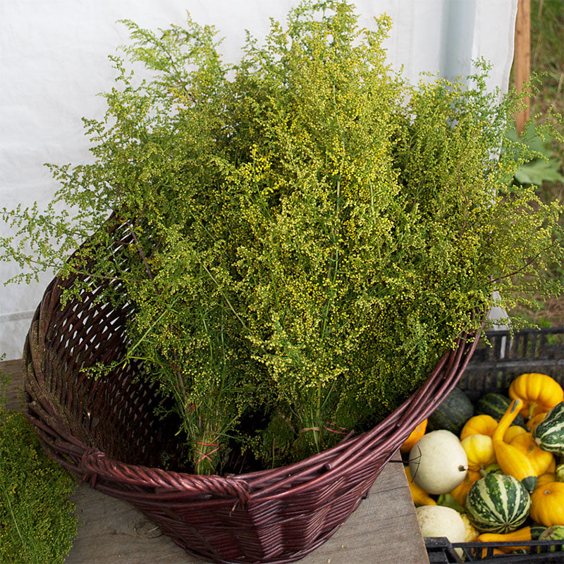 Sweet Annie (Artemisia annua) - 50 Seeds