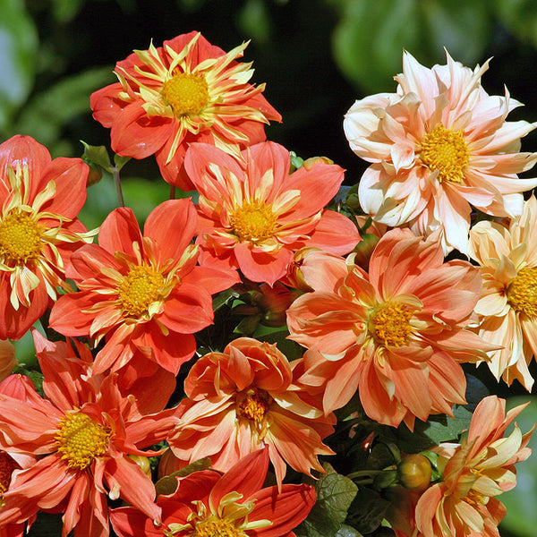 
    



Dahlia 'Sunny Reggae'
