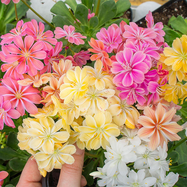 Lewisia 'Elise' seeds