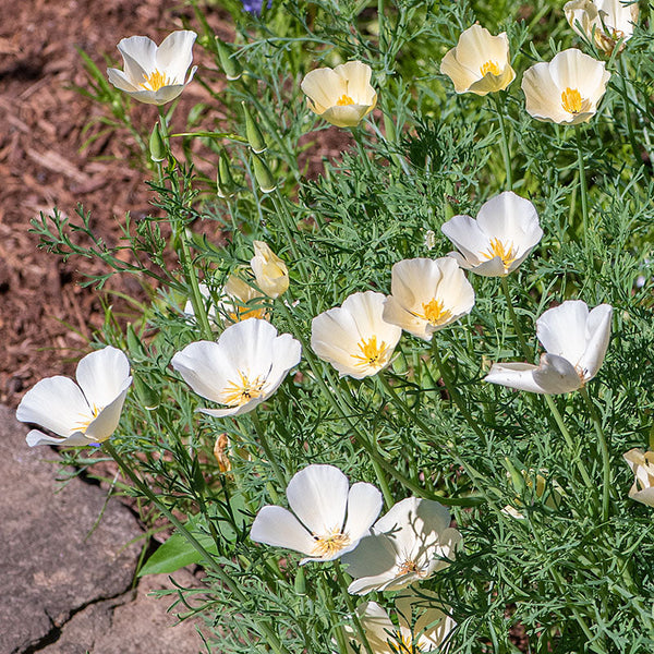 
    



California Poppy 'Alba'
