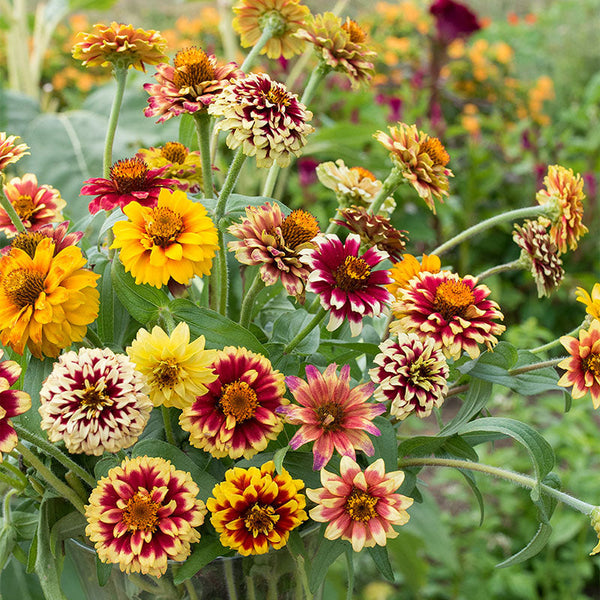 hybrid zinnia flower seeds Zinnia 'Jazzy Mix' seeds
