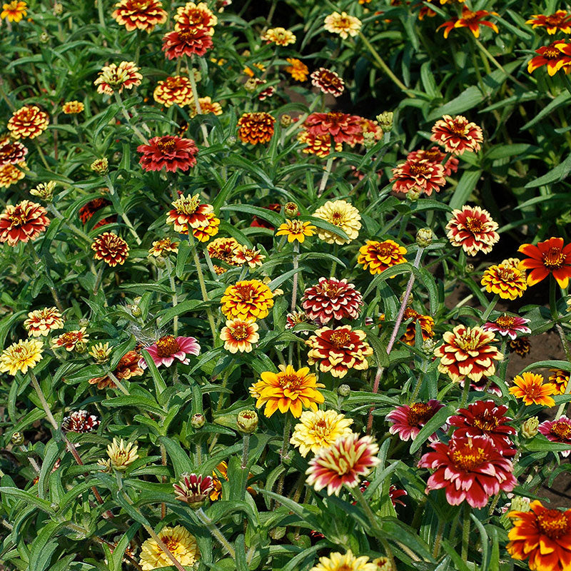 Zinnia 'Jazzy Mix'