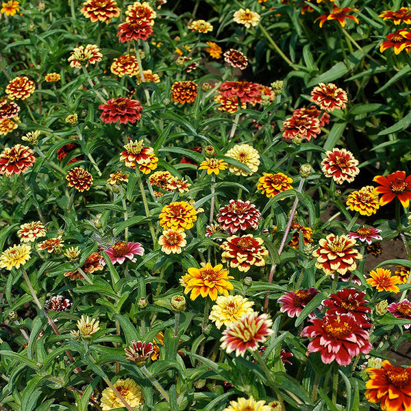 Zinnia 'Jazzy Mix'