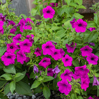 
    



Petunia integrifolia
