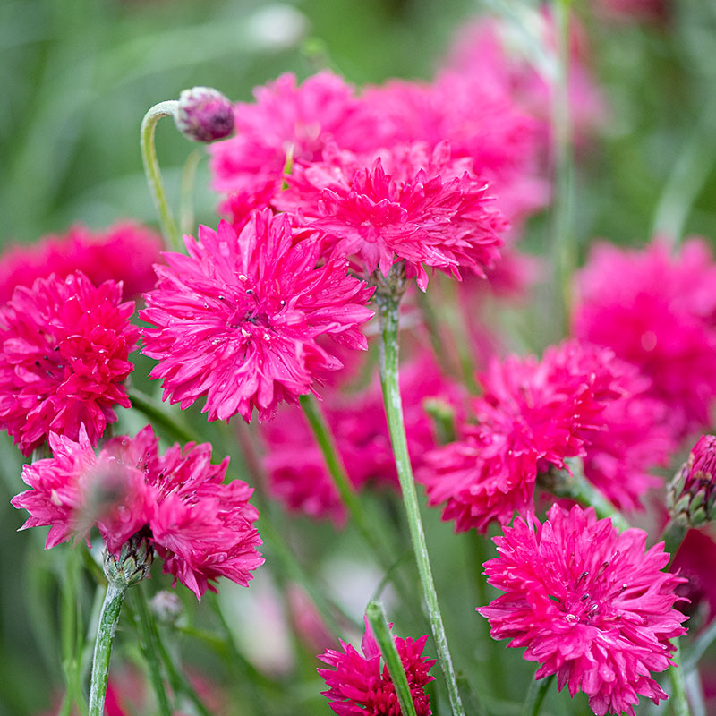 Cornflower 'Red Boy'