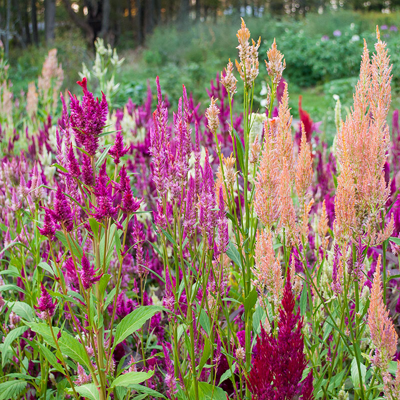 Celosia 'Thompson's Superb Feathered Mix' Organic