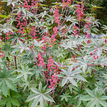 Castor Oil Bean 'Carmencita Pink'