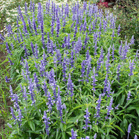 
    



Salvia 'Fairy Queen'
