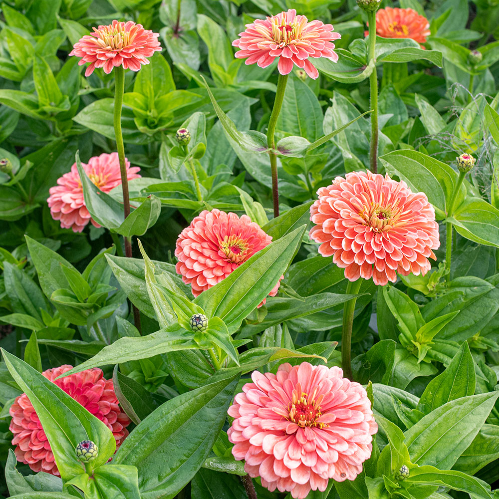 Zinnia 'Benary's Giant Salmon Rose'