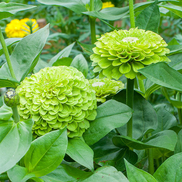 green large seed plant that looks like a lime Bulk Zinnia Seeds