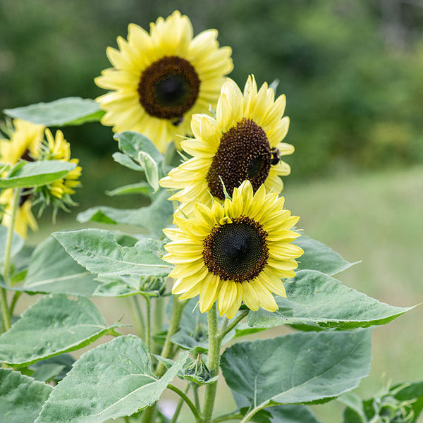 Sunflower 'Valentine'