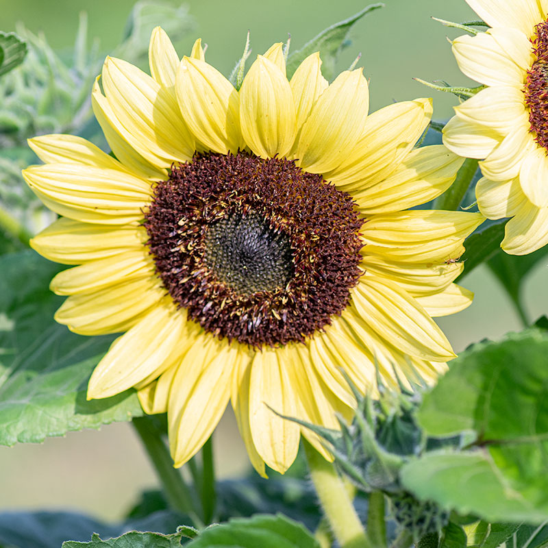 Sunflower 'Valentine'