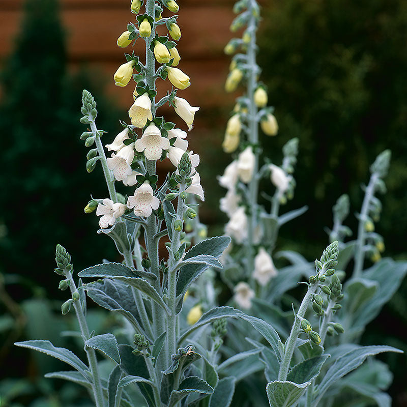 Foxglove 'Silver Fox'