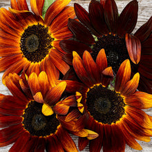 Sunflower 'Claret' F1