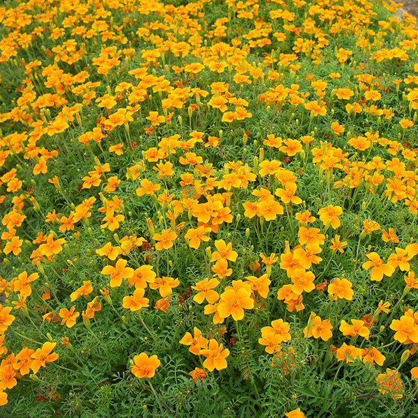 tangerine gem marigold seeds Marigold