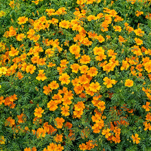Marigold - Signet 'Tangerine Gem'