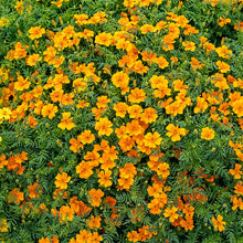 tangerine gem marigold seeds Marigold