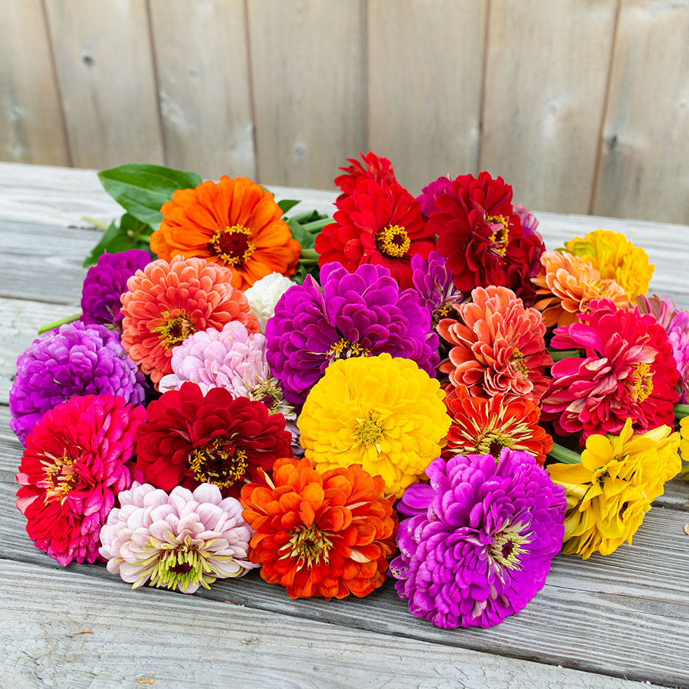 giant zinnia flower seeds Zinnia 'Benary's Giant Mix'