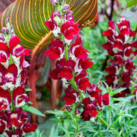 
    



Snapdragon 'Night and Day'
