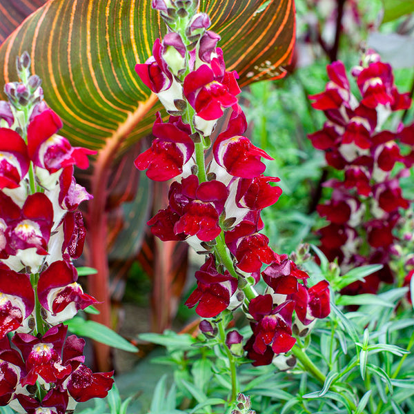 snapdragon plant indoors Snapdragon 'Night and Day'