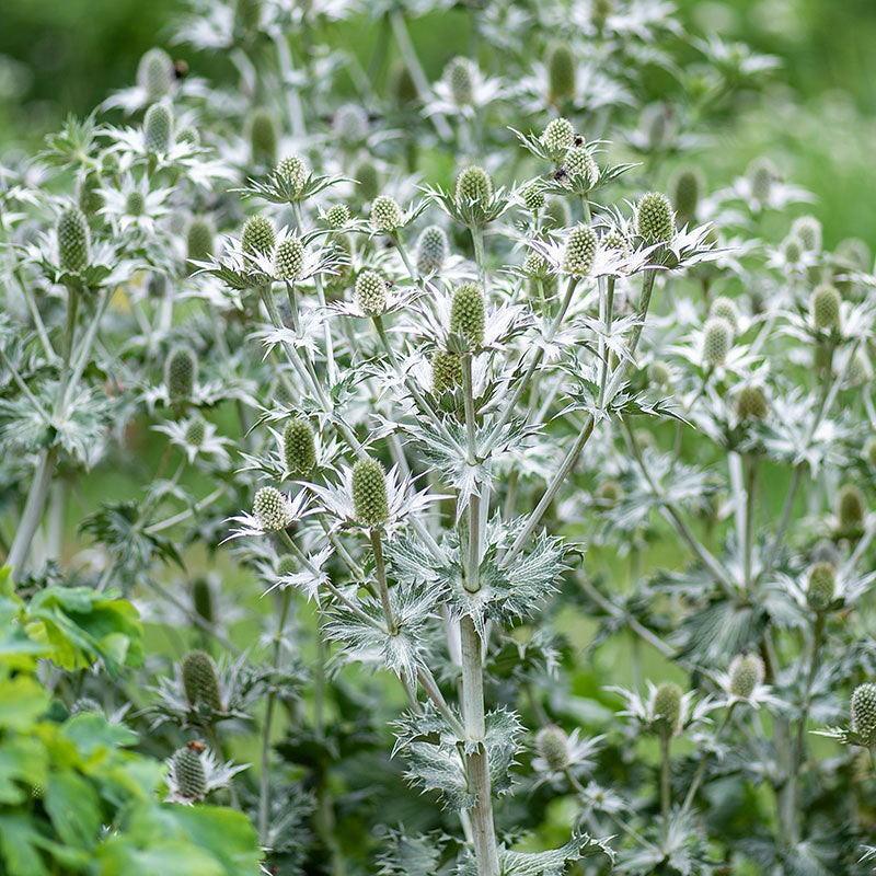 Sea Holly 'Miss Willmott's Ghost'