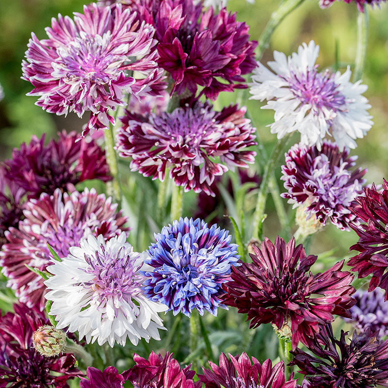 Cornflower 'Classic Magic'