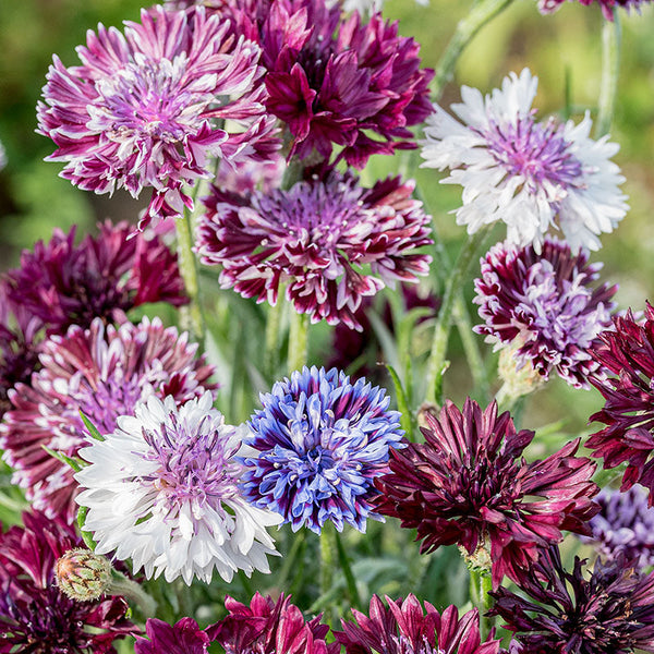 cornflower indoor plant Cornflower 'Classic Magic' seeds
