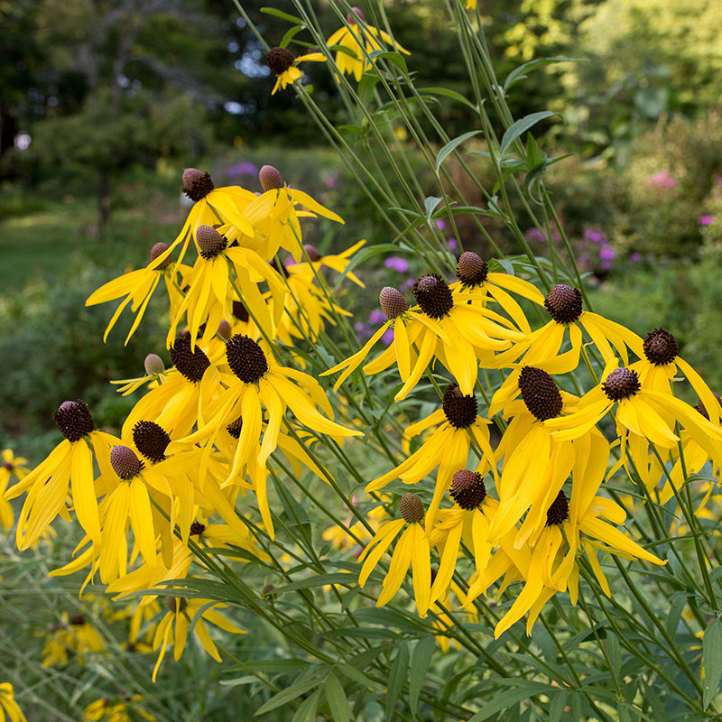 Yellow Coneflower