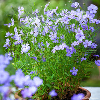 
    



German Catchfly 'Blue Angel'
