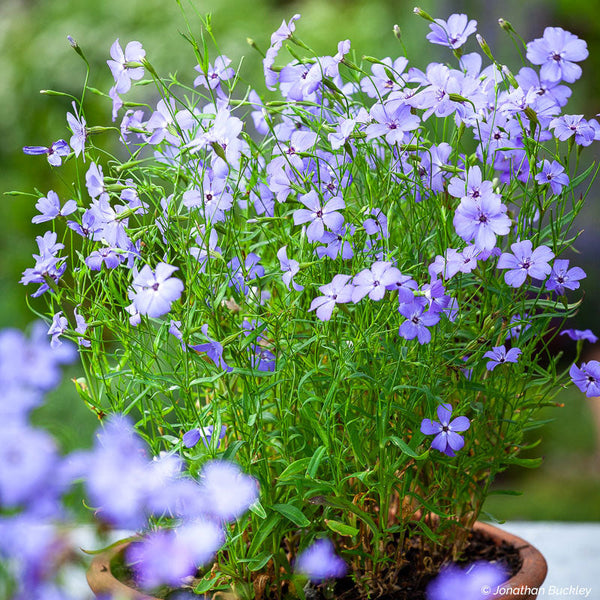 German Catchfly 'Blue Angel' seeds - Viscaria oculata